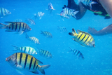 Guest photo by Murat Peknazli, Angthong Marine Park Full-Day Speed Boat VIP Tour